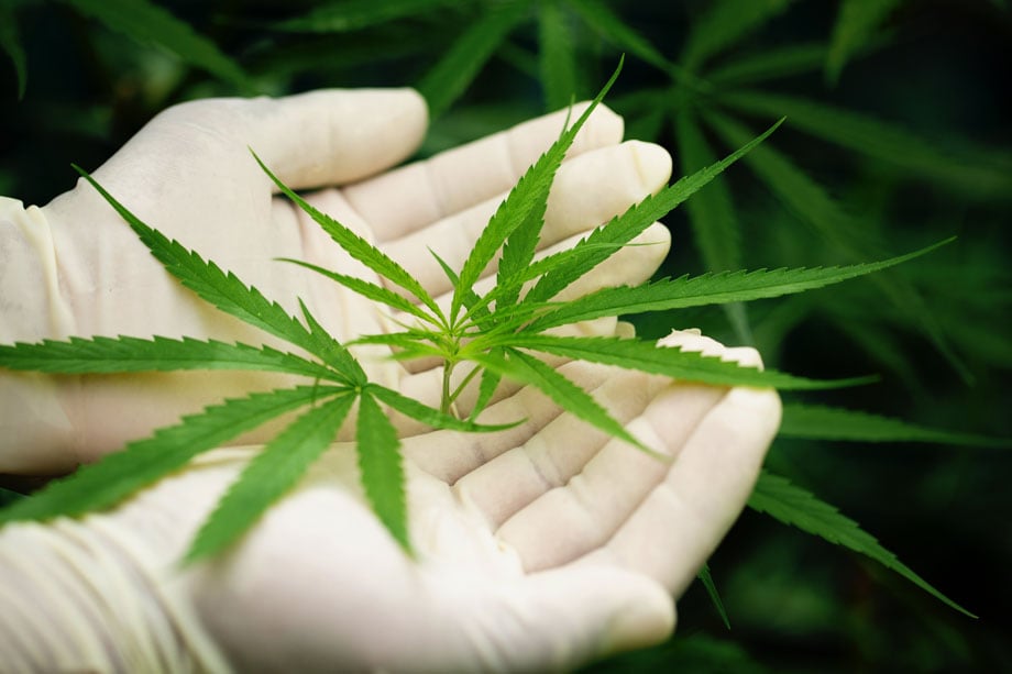 Cannabis et santé